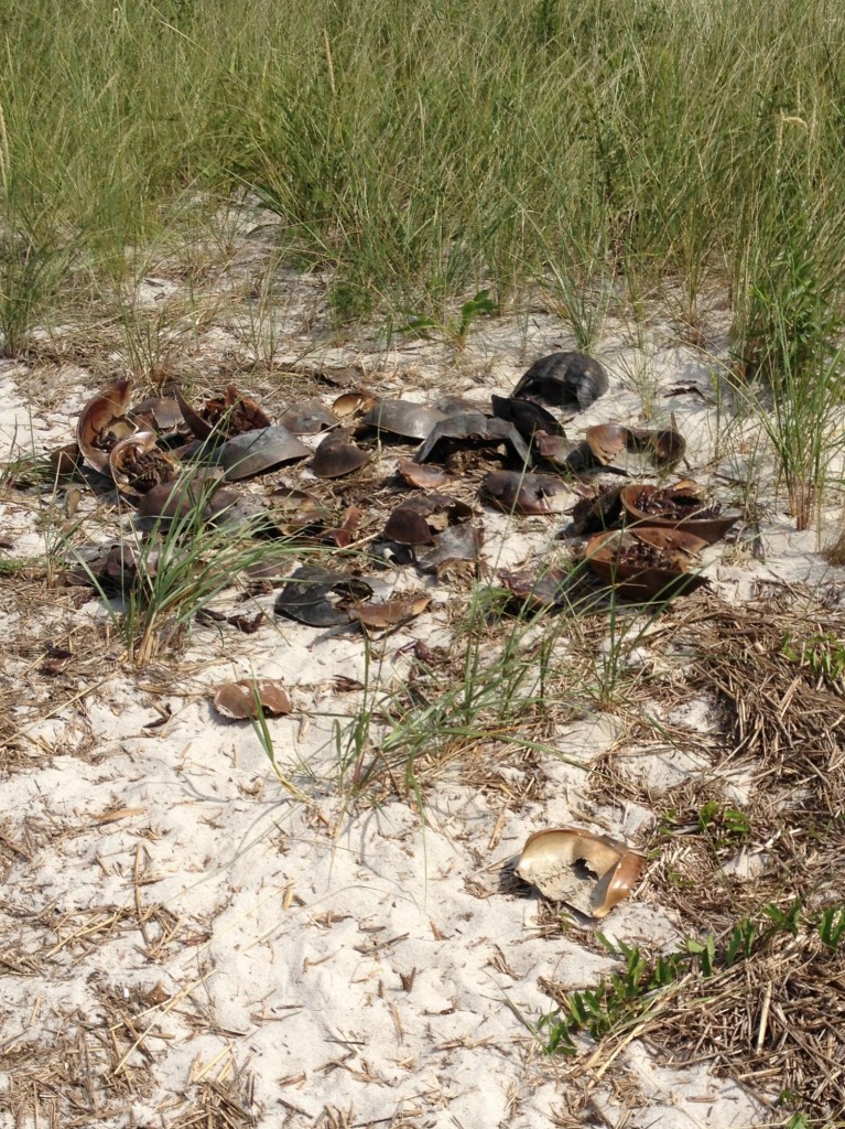 horseshoe crabs